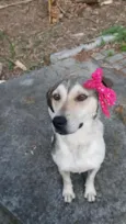 Cora