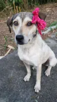 Cora