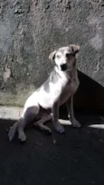 Cora
