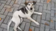 Cora