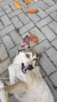 Cora