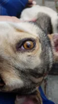 Cora