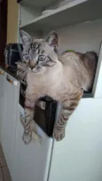 Michi