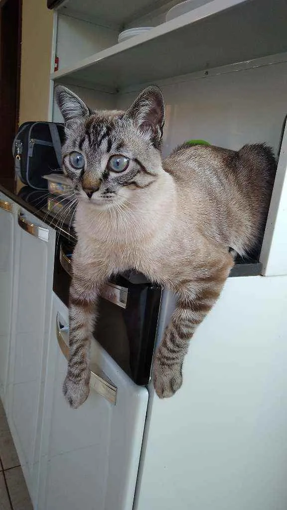 Gato ra a Ele é de raça idade 2 a 6 meses nome Michi
