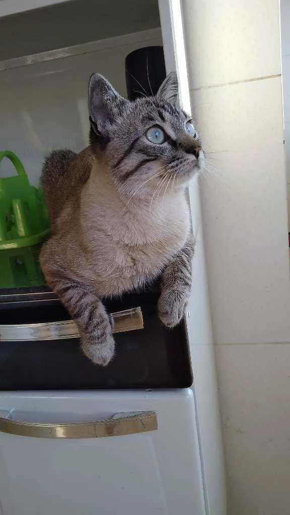 Gato ra a Ele é de raça idade 2 a 6 meses nome Michi