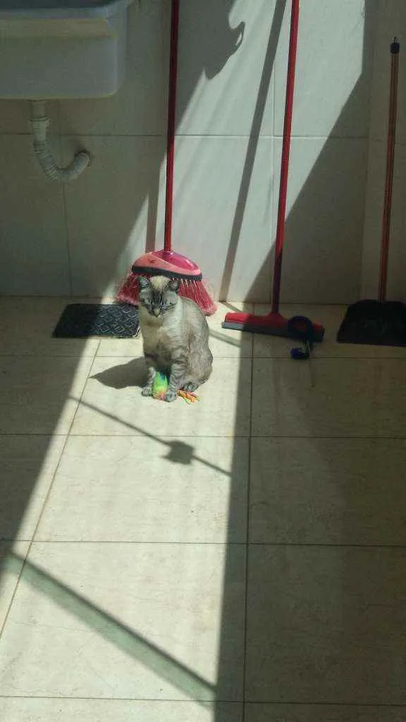 Gato ra a Ele é de raça idade 2 a 6 meses nome Michi