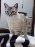 Michi