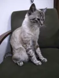 Michi