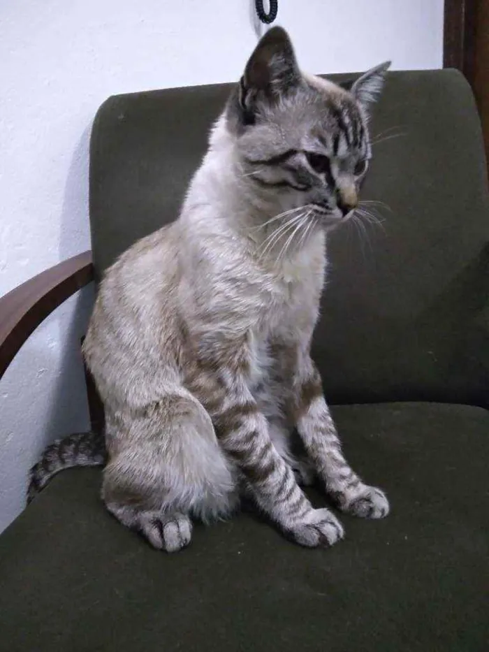 Gato ra a Ele é de raça idade 2 a 6 meses nome Michi