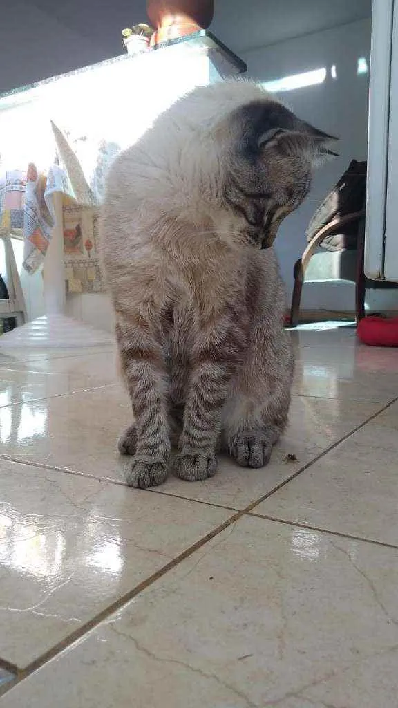 Gato ra a Ele é de raça idade 2 a 6 meses nome Michi