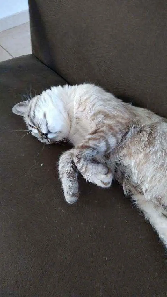 Gato ra a Ele é de raça idade 2 a 6 meses nome Michi