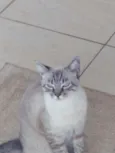 Michi