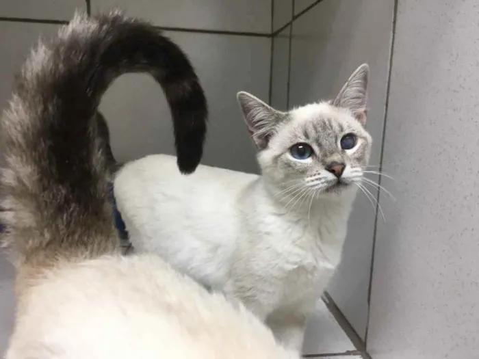 Gato raça Srd idade 2 a 6 meses nome Karuna