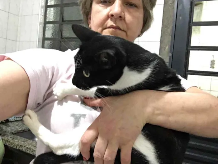 Gato raça Srd idade 1 ano nome Estelinha