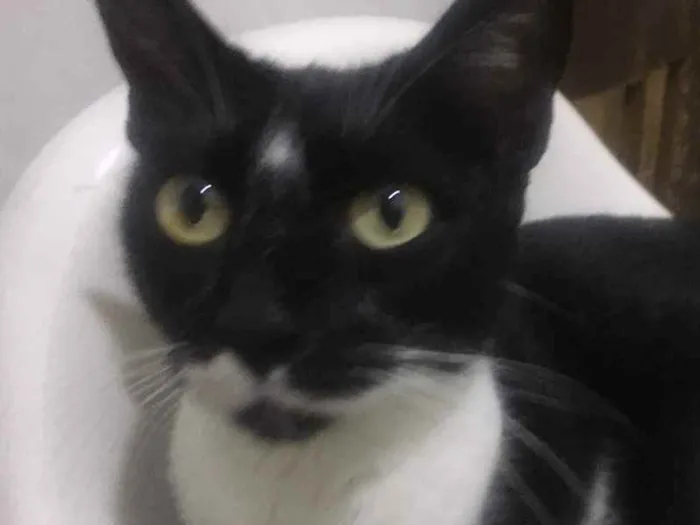 Gato raça Srd idade 1 ano nome Estelinha