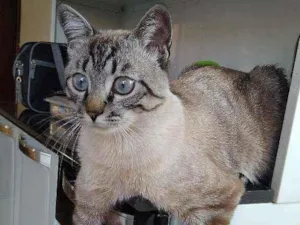 Gato raça Ele é de raça idade 2 a 6 meses nome Michi