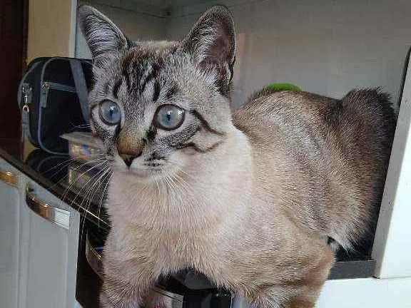 Gato ra a Ele é de raça idade 2 a 6 meses nome Michi