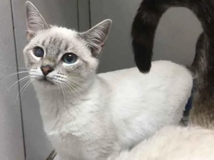 Gato raça Srd idade 2 a 6 meses nome Karuna