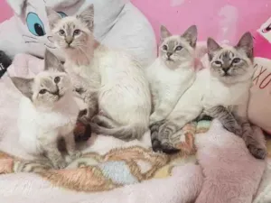 Gato raça Srd idade 2 a 6 meses nome Lindezas