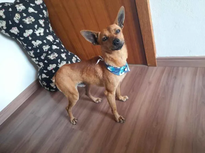 Cachorro ra a  idade 1 ano nome Caramelo 