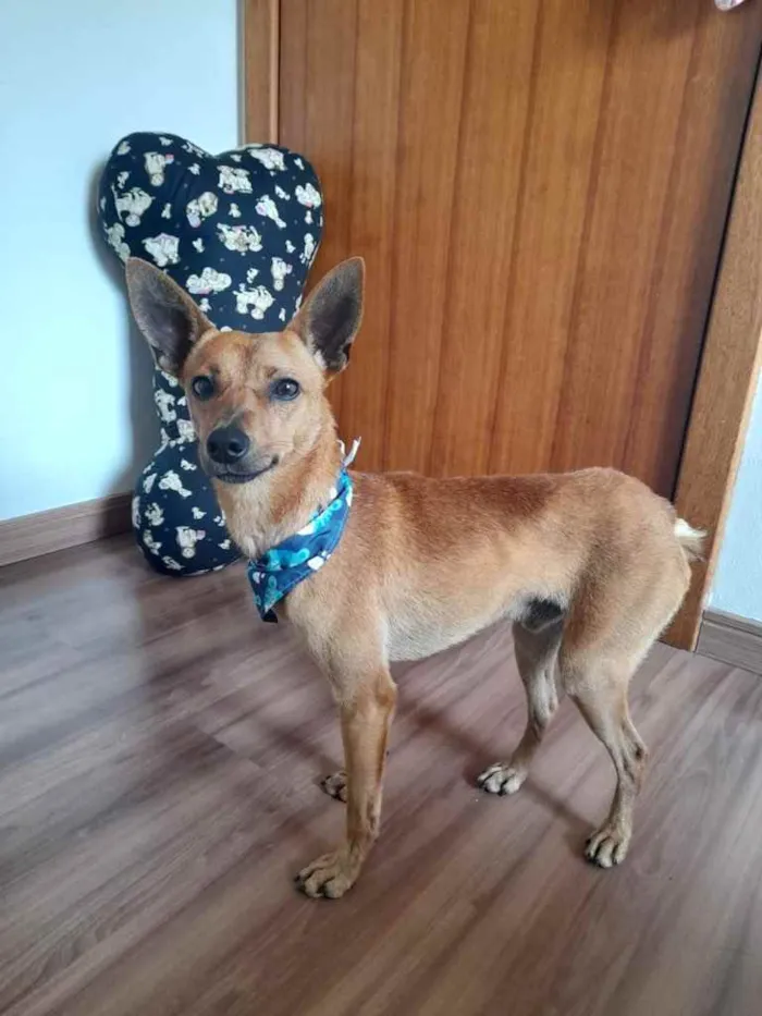 Cachorro ra a  idade 1 ano nome Caramelo 