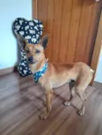 Caramelo