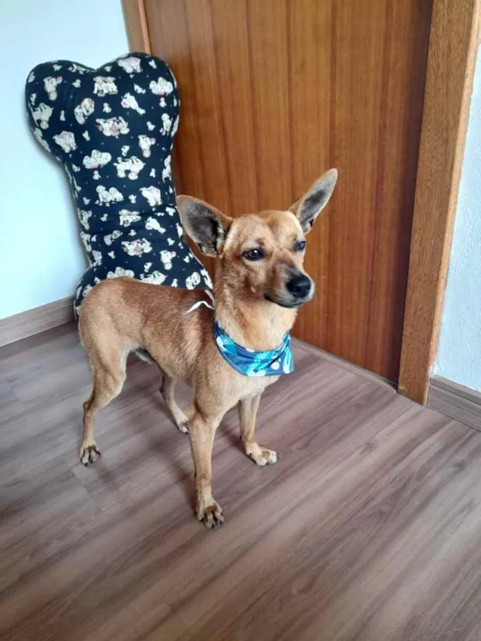 Cachorro ra a  idade 1 ano nome Caramelo 