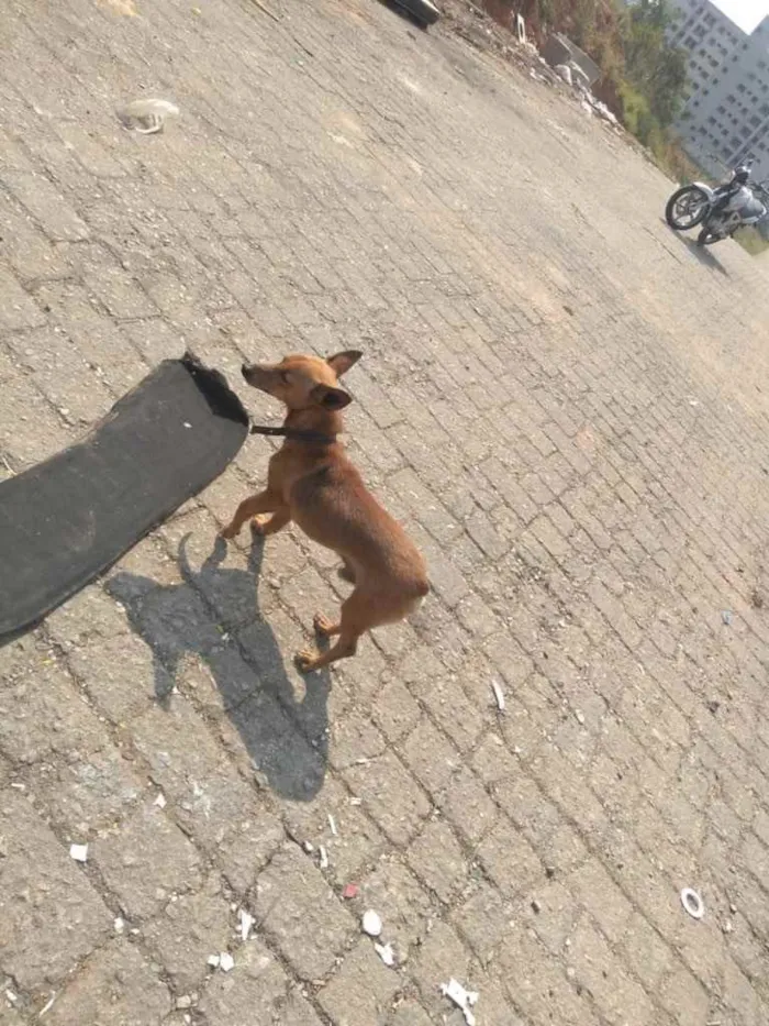Cachorro ra a  idade 1 ano nome Caramelo 
