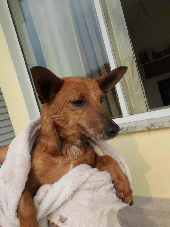 Cachorro ra a  idade 1 ano nome Caramelo 