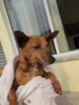 Caramelo