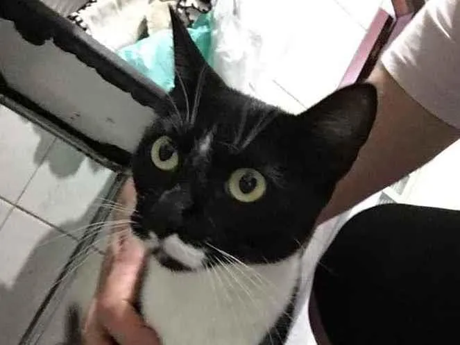 Gato raça Srd idade 1 ano nome Estelinha