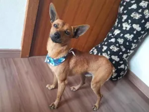 Cachorro raça  idade 1 ano nome Caramelo 
