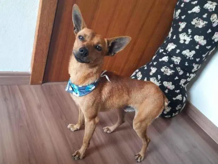 Cachorro ra a  idade 1 ano nome Caramelo 