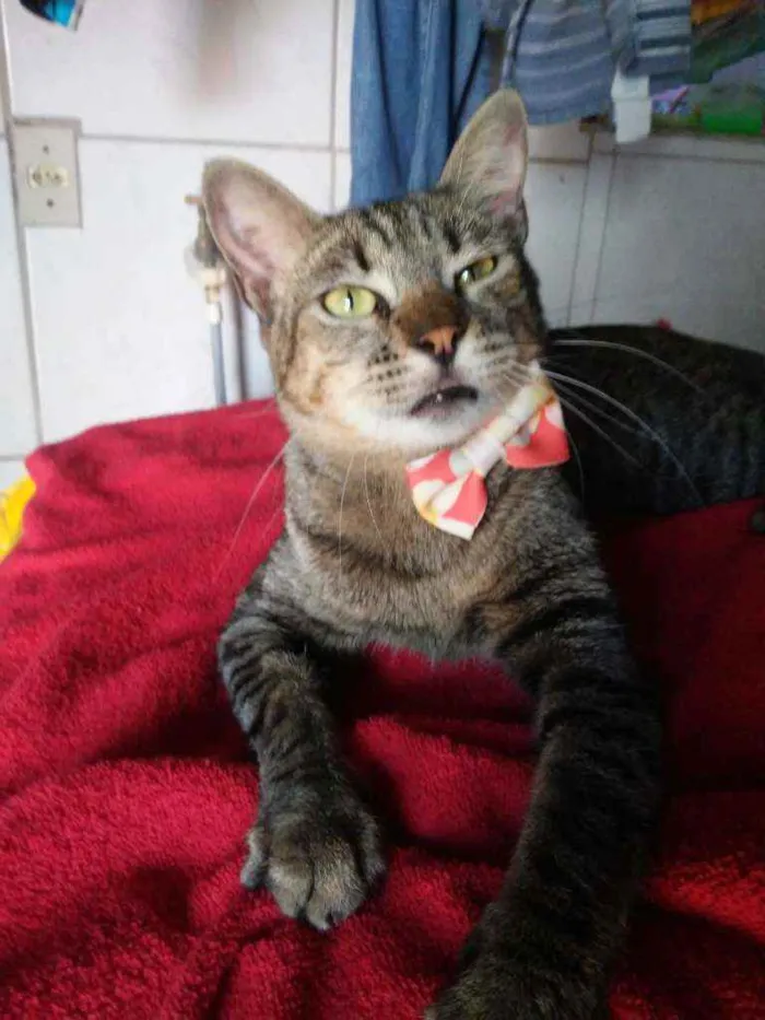 Gato ra a Comum tigresa idade 7 a 11 meses nome Tigresa