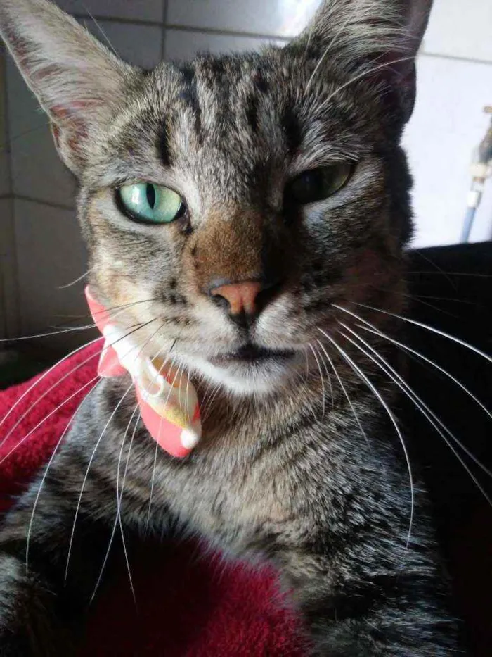 Gato ra a Comum tigresa idade 7 a 11 meses nome Tigresa