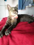Tigresa
