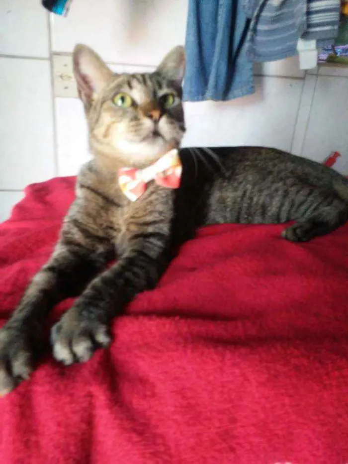 Gato ra a Comum tigresa idade 7 a 11 meses nome Tigresa