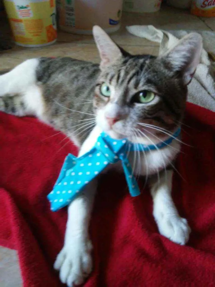 Gato ra a Comum idade 2 anos nome Dom