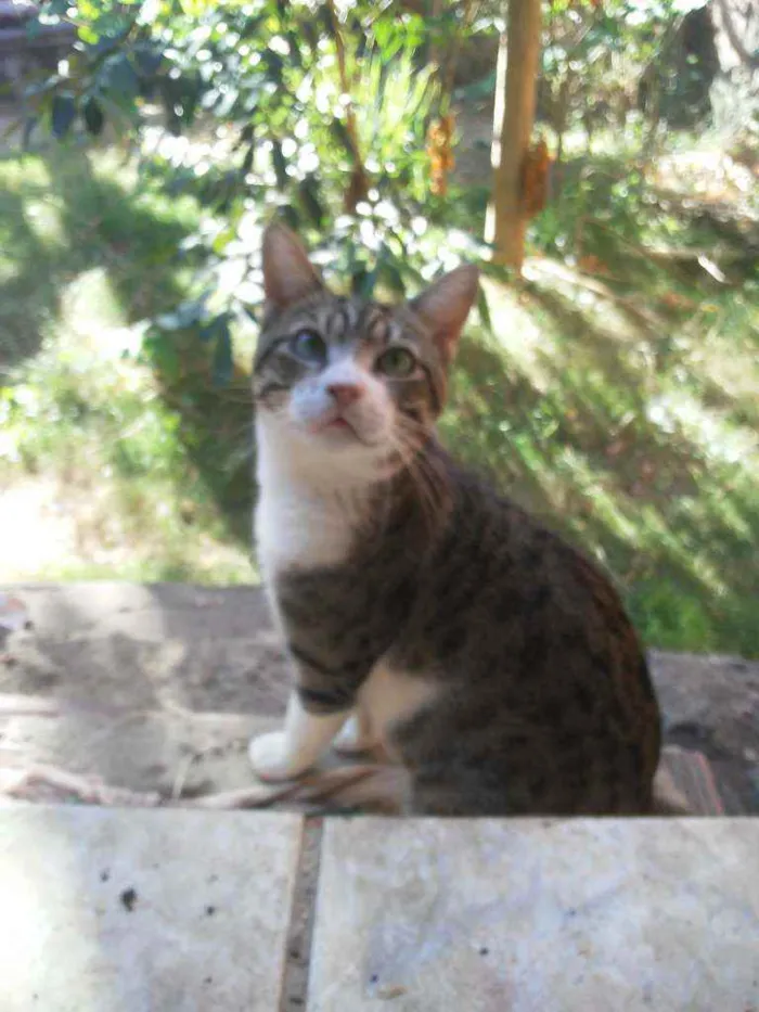 Gato ra a Comum idade 2 anos nome Dom