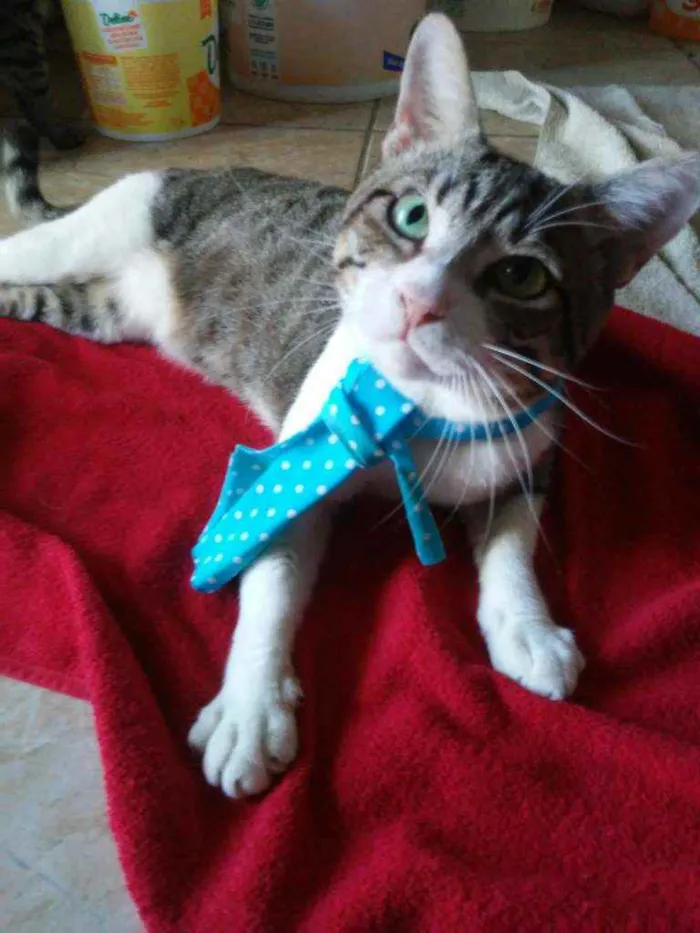 Gato ra a Comum idade 2 anos nome Dom