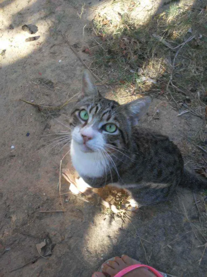 Gato ra a Comum idade 2 anos nome Dom