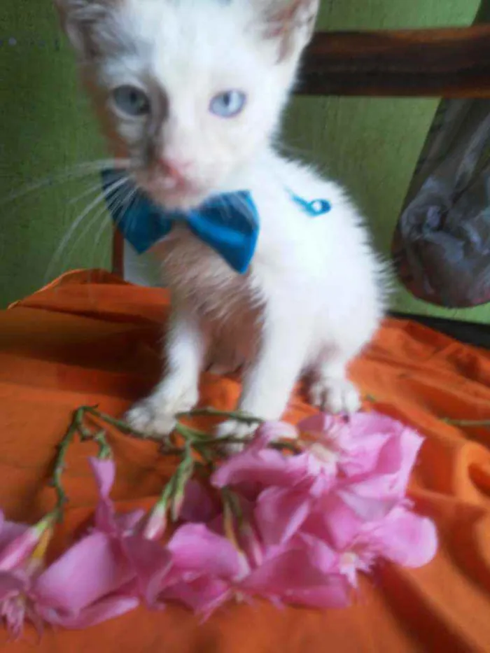 Gato ra a Comum idade 2 a 6 meses nome Floquinho