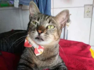 Gato raça Comum tigresa idade 7 a 11 meses nome Tigresa