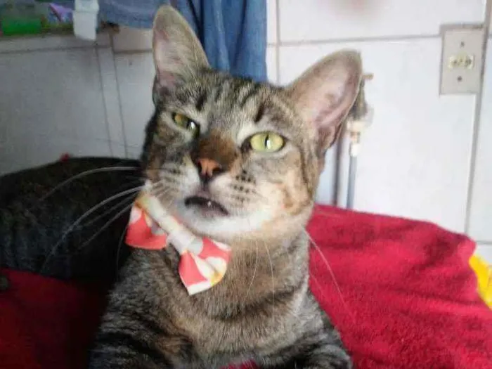 Gato ra a Comum tigresa idade 7 a 11 meses nome Tigresa
