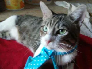 Gato raça Comum idade 2 anos nome Dom
