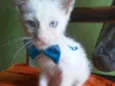 Floquinho