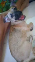 Pitucha