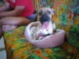 Pitucha