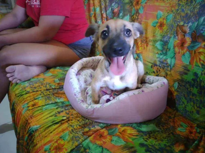Cachorro ra a SRD idade  nome Pitucha