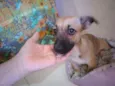 Pitucha